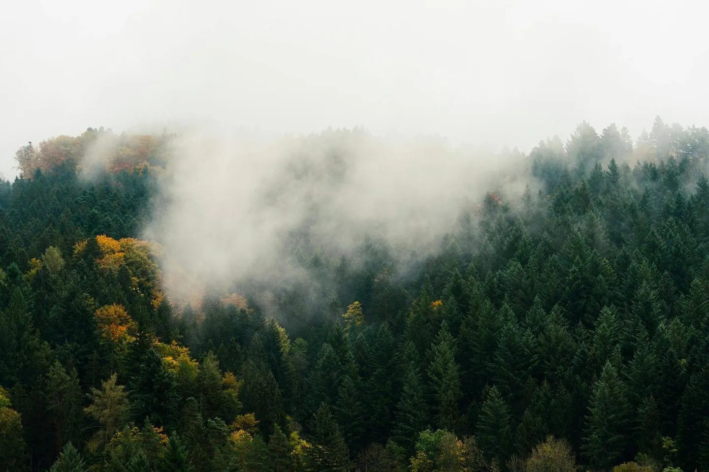 Forest ridge lines fading into layers of mist