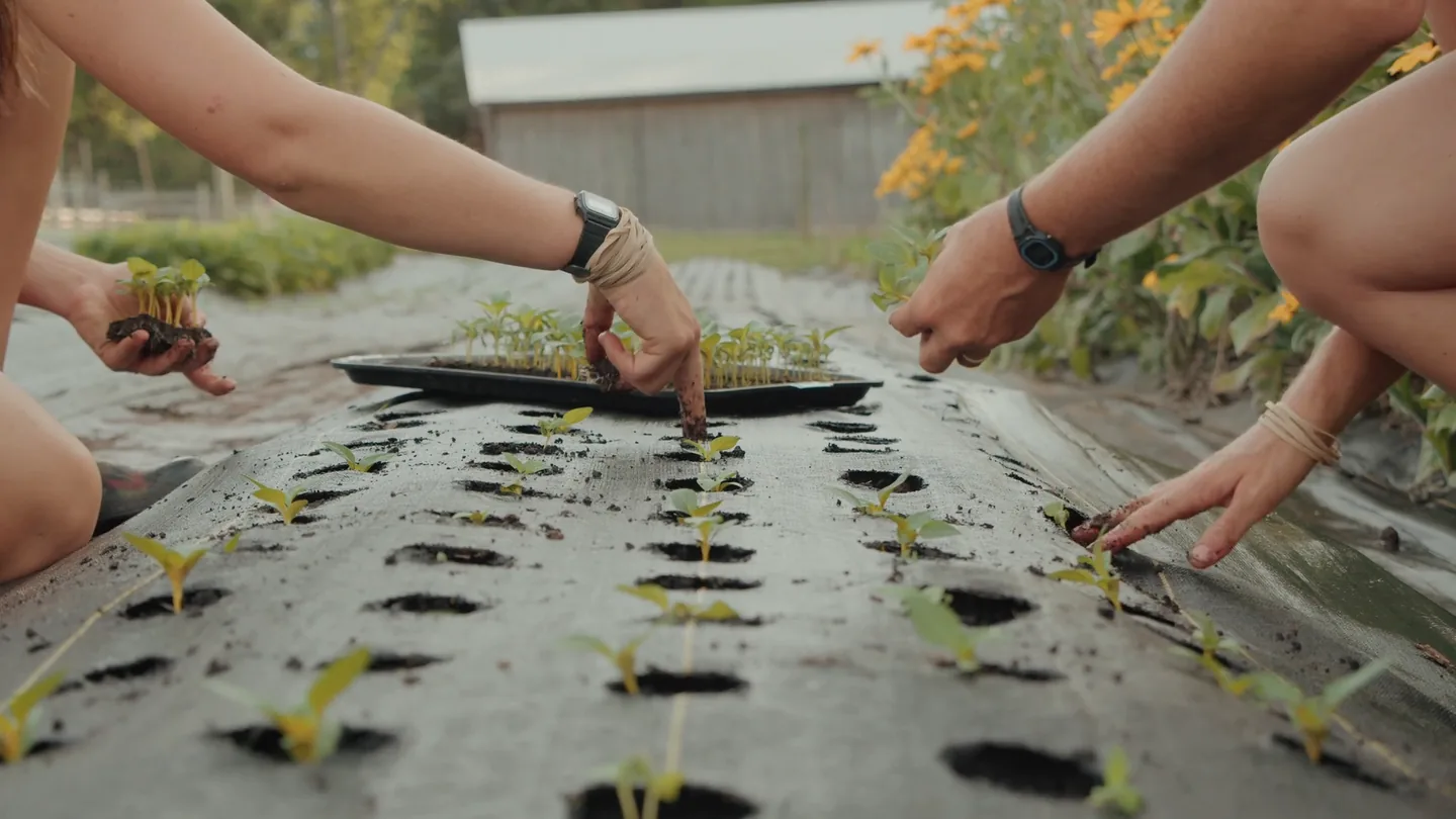 Two people setting seedlings into a planted bed by hand