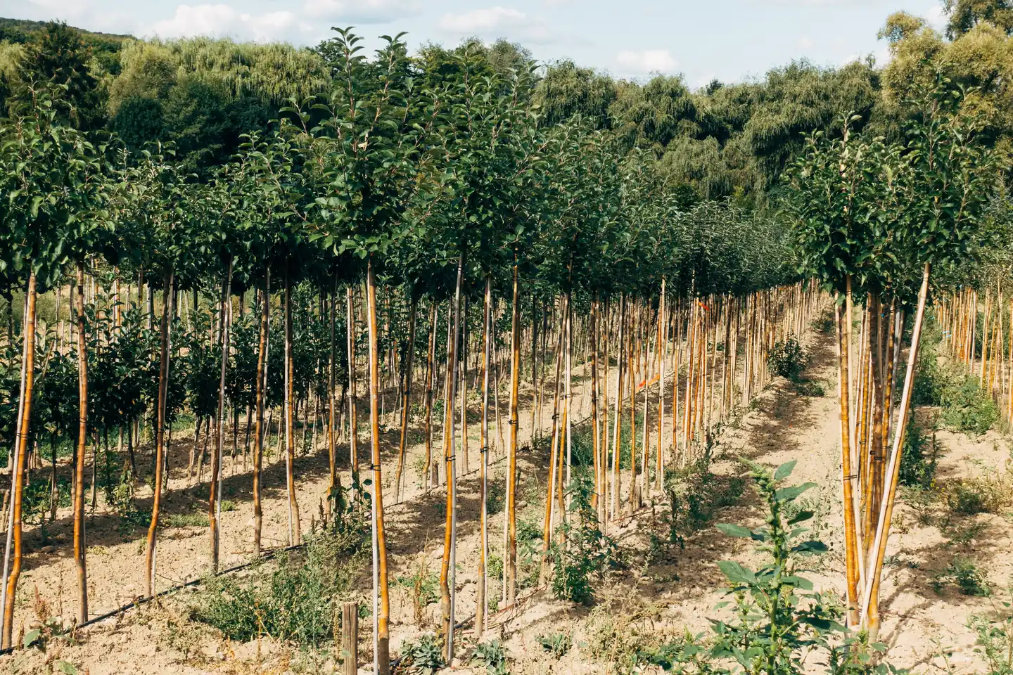 Young trees planted in rows across open farmland